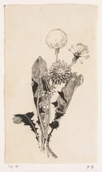 Dandelion
