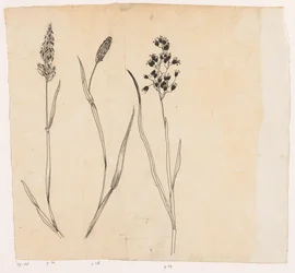 Scented Grass, Timothy Grass, and Sweet Vernal Grass