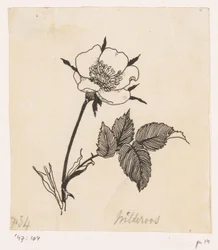 Wild Rose