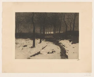 Forest Path in Ewijkshoeve