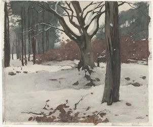 Trees in the Snow