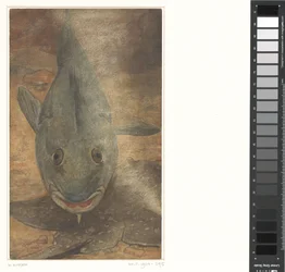 Fish Seen from the Front