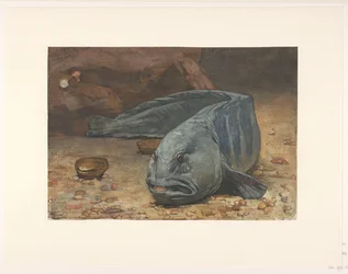 Wolf Fish at the Bottom of an Aquarium
