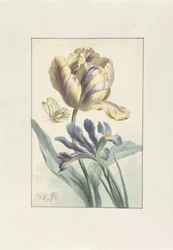 Tulip and Iris
