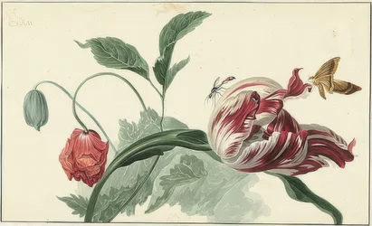 Tulip and Poppy