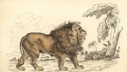 Asiatic lion, endangered, Panthera leo leo, 1834 (engraving)