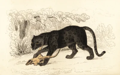Black Jaguar, Panthera Pardus, 1834 (engraving)