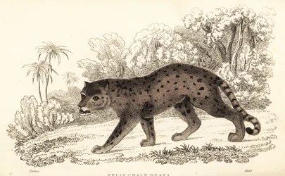 Jaguarundi, Puma yagouaroundi (engraving)