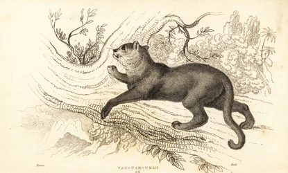 Jaguarundi, Puma Yagouaroundi, 1834 (engraving)
