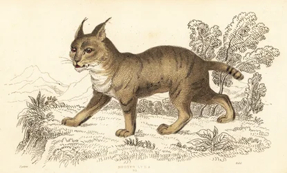 Jungle Cat, Felis Chaus, 1834 (engraving)