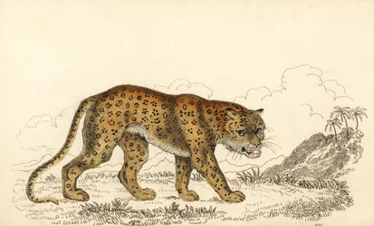Leopard, Panthera pardus, Vulnerable, 1834 (engraving)