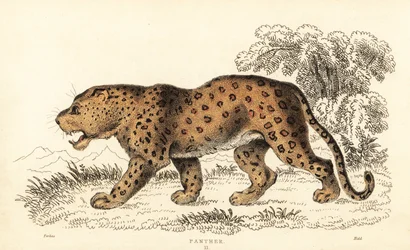 Leopard, Panthera pardus, vulnerable, 1834 (engraving)