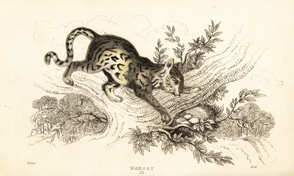 Margay, Leopardus wiedii (engraving)