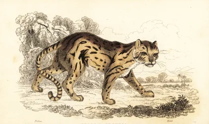 Margay, Leopardus Wiedii, 1834 (engraving)