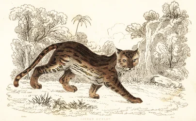 Margay, Leopardus wiedii catenata (engraving)