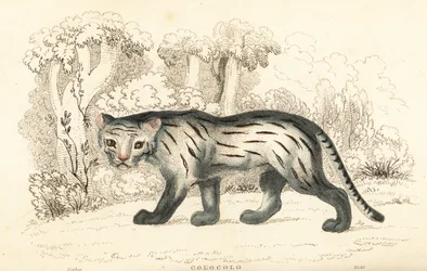 Pampas Cat or Pantanal, Leopardus Colocola, 1834 (engraving)