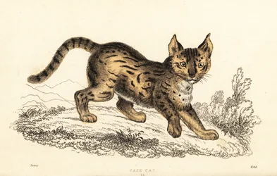 Serval, Leptailurus Serval, 1834 (engraving)