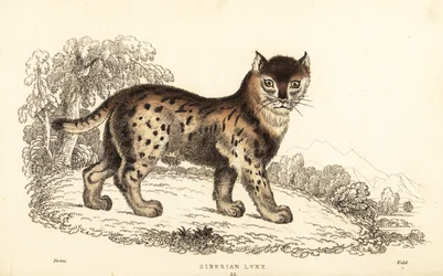 Siberian lynx, Lynx lynx wrangeli (Felis lynx), 1834 (engraving)