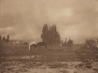 Pasadena Landscape