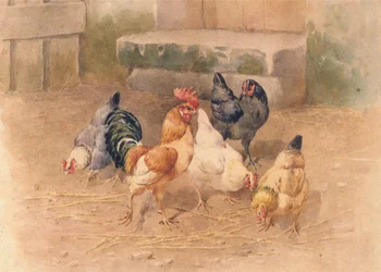 Chickens