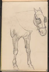 Sketch of Horse with Blinkers