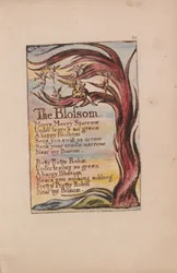 Songs of Innocence and of Experience, Plate 20, The Blossom (Bentley 11)