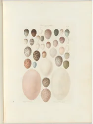 Birds eggs of Victoria. the unpublished folio Australia Terra Cognita by William Blandowski. 1855-56
