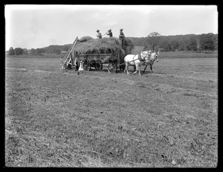 Farm workers loading hay on to horse-drawn hay wagon, McCready Farm, Crawford County, Pennsylvania, c.1913