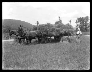 Two men loading wheat sheaves on to a horse-drawn cart, probably the McCready Farm, Crawford County, Pennsylvania