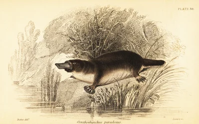 Platypus, Ornithorhynchus Anatinus (engraving)