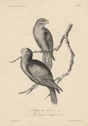 1. Psittacula lineola and 2. Brotogeris aurifrons, litho by J.T. Bowen