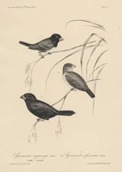 Spermestes Nigriceps (male and female) and Spermestes Fuscans, litho by J.T. Bowen, 1850