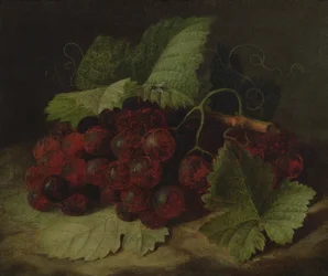 Still Life of Grapes