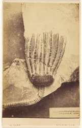 Fossil of a Crinoid