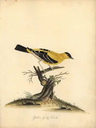 American Goldfinch, Carduelis Tristis. Handcoloured Copperplate Engraving of an Illustration by William Hayes from Portraits of Rare and Curious Birds from the Menagery of Osterly Park