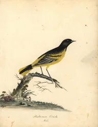 Baltimore Oriole, Icterus Galbula. Handcoloured Copperplate Engraving of an Illustration by Matilda Hayes from William Hayes