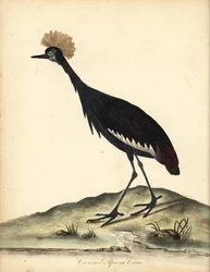 Black Crowned Crane, Balearica pavonina. Handcoloured Copperplate Engraving of an Illustration by William Hayes and His Child C from Portraits of Rare and Curious Birds from the Menagery of Osterly Park