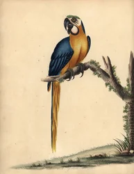 Blue and Yellow Macaw, Ara ararauna. Handcoloured Copperplate Engraving of an Illustration by William Hayes from 