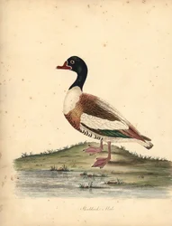Common Shelduck, Tadorna Tadorna. Handcoloured Copperplate Engraving of an Illustration by William Hayes from Portraits of Rare and Curious Birds from the Menagery of Osterly Park