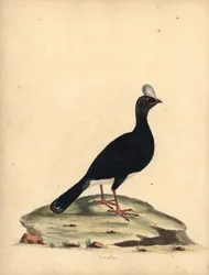 Horned Currasow, Pauxi Unicornis. Handcoloured Copperplate Engraving of an Illustration by William Hayes from Portraits of Rare and Curious Birds from the Menagery of Osterly Park