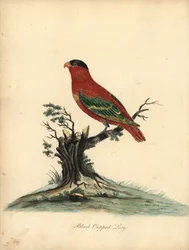 Pure-Naped Lory, Lorius Domicella. Handcoloured Copperplate Engraving of an Illustration by William Hayes from Portraits of Rare and Curious Birds from the Menagery of Osterly Park