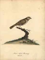 Red-Billed Quelea, Quelea Quelea, Female. Handcoloured Copperplate Engraving of an Illustration by William Hayes from Portraits of Rare and Curious Birds from the Menagery of Osterly Park