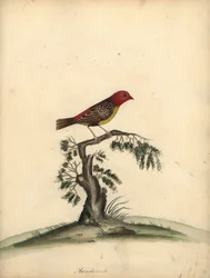 Red Avadavat, Amandava Amandava. Handcoloured Copperplate Engraving of an Illustration by William Hayes from Portraits of Rare and Curious Birds from the Menagery of Osterly Park