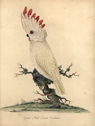 Salmon-crested or Moluccan cockatoo, Cacatua moluccensis. (Great red-crested cockatoo) Vulnerable. Handcoloured copperplate engraving of an illustration by William Hayes from 