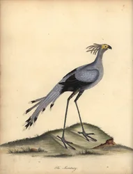 Secretarybird, Sagittarius Serpentarius. Handcoloured Copperplate Engraving of an Illustration by William Hayes from Portraits of Rare and Curious Birds from the Menagery of Osterly Park