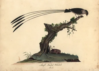 Shaft-tailed whydah, Vidua regia. (Shaft-tailed whydah, Emberiza regia) Hand-coloured copperplate engraving of an illustration by William Hayes and his daughter M. (Matilda) from Portraits of Rare and Curious Birds from the Menagery of Osterly Park, London