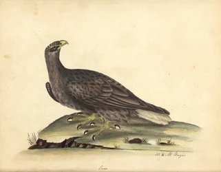 White-tailed sea eagle, Haliaeetus albicilla (Erne, Aquila albicilla). Handcoloured copperplate engraving of an illustration by William Hayes and his daughter M. (Matilda) from 