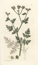 White Lace Flower, Orlaya Grandiflora