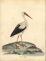 White Stork, Ciconia ciconia. Handcoloured Copperplate Engraving of an Illustration by William Hayes and Matilda Hayes from 