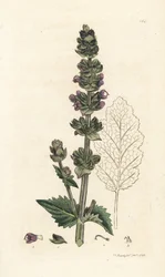 Wild English Clary, Salvia Verbenaca. Handcoloured Copperplate Engraving by James Sowerby from James Smith